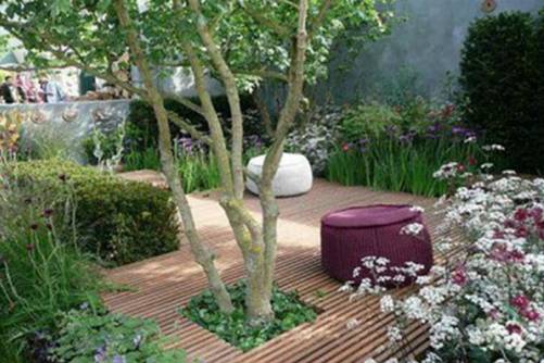 李子树种在庭院好吗，院子里种李子树是吉还是凶