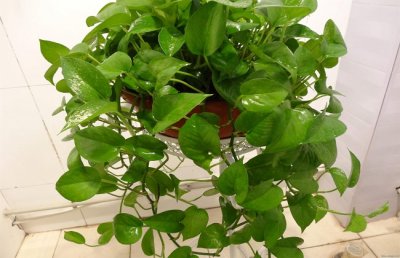 水培绿萝怎样快速生根的方法