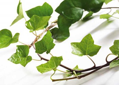 常春藤的养殖方法和注意事项