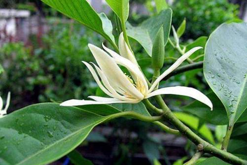 白兰花这样养，颜色雅如玉 馨香浓似兰