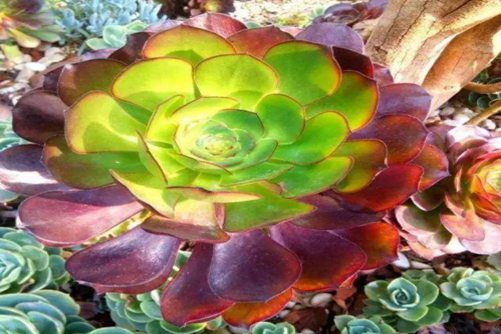 巫毒法师怎么养？霸气侧漏，谁与争锋？