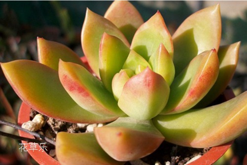 怕你的多肉黄丽徒成狗,学会黄丽的养殖方法就不怕了