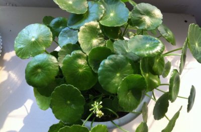 铜钱草盆栽有什么作用