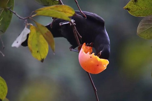 柿子图片，柿子 年年岁岁花盛开 岁岁年年果满枝
