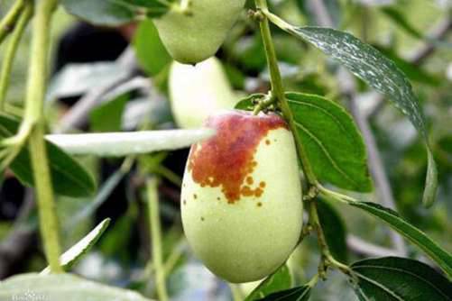 大枣图片 堰茗蒸红枣，看花似好时