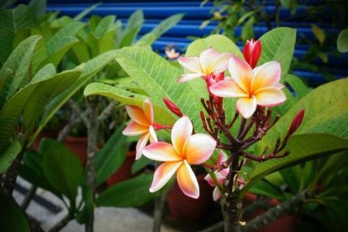 鸡蛋花的养殖方法介绍，花比栀子香，颜值胜兰花，一起来看看吧