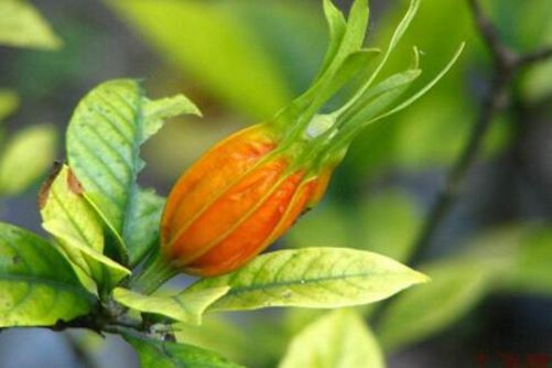 黄栀子图片 妇姑相唤浴蚕去，闲看中庭栀子花