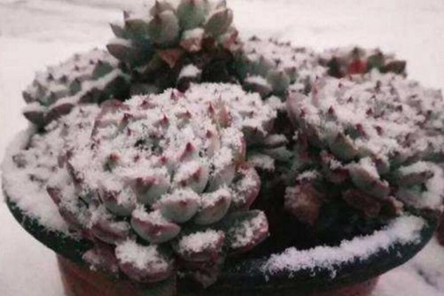 多肉冻伤怎么办，冬季多肉养护