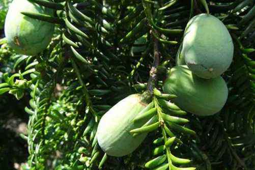 香榧图片，香榧 坚果中的“人参果”