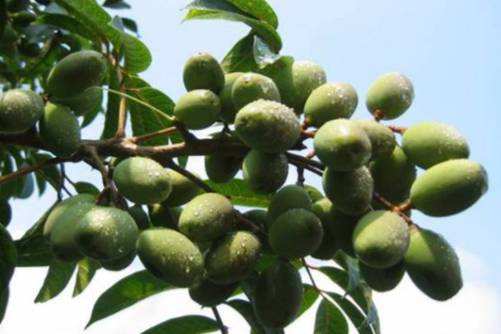 肝火旺吃什么水果？这几种水果帮你“灭火”