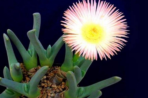 慈光锦怎么养？“剪刀手”慈光锦养殖方法介绍