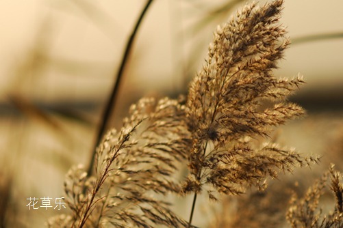 芦苇的种植方法，给我几颗种子，我还你一片芦苇荡