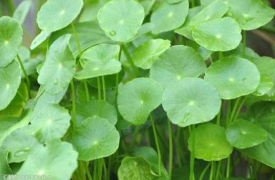 铜钱草怎么水培养殖