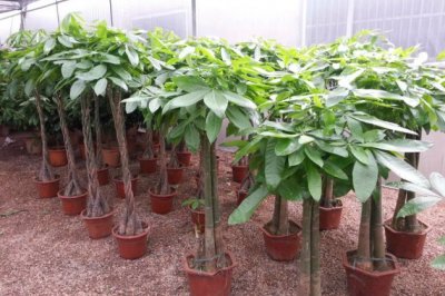 发财树春天怎么养才能长得茂盛