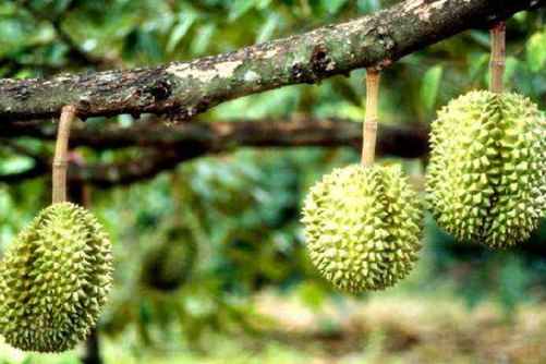 吃榴莲的七大禁忌，榴莲 你吃对了吗