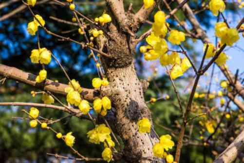 冬天开的花都有哪些？冬天选以下任何一种，让你家里花开满屋