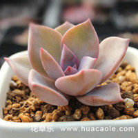 怎么才能让多肉似初恋般美好—学会这些你就知道了