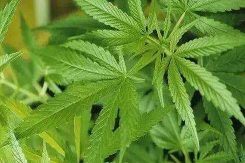 巴马火麻茶的功效与作用，能降压护肝但脾虚者也不宜多喝