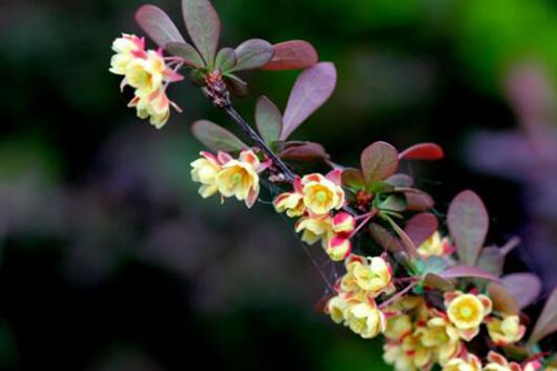 紫叶小檗怎么读？紫叶小檗的功效作用