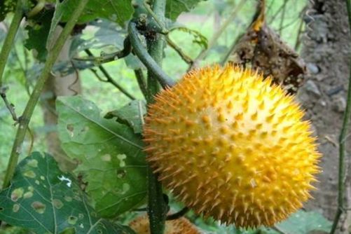 木鳖子有毒吗，木鳖子有微毒，却能治病还是很好的观赏植物