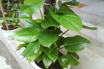 大叶绿萝的养殖方法和注意事项