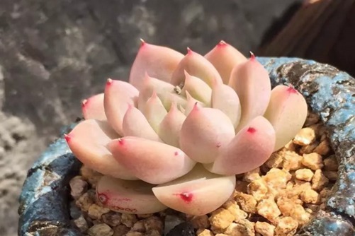 阿尔巴佳人怎么养？一袭柔嫩粉裙，有位佳人在水一方