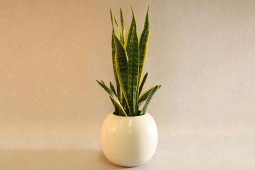 金边虎皮兰的养殖方法,有“虎皮”的千岁兰是这样养成的