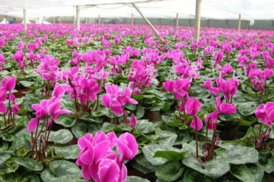 仙客来冬天怎么养？仙客来冬季的养殖方法和注意事项