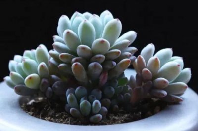 会散发出香味的多肉植物