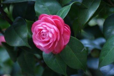 茶花花期管理：如何养护、怎么浇水、能施肥吗？