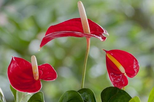 红掌图片，绿叶簇拥黄心蕊 花随红意展宏图