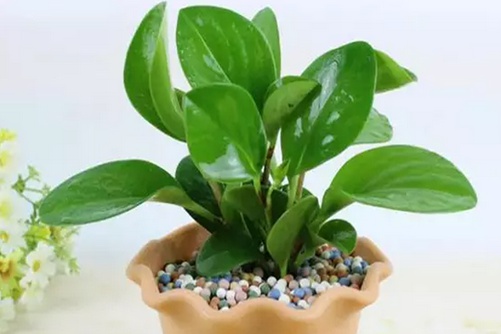 电脑宝贝怎么养？其实我还叫豆瓣绿