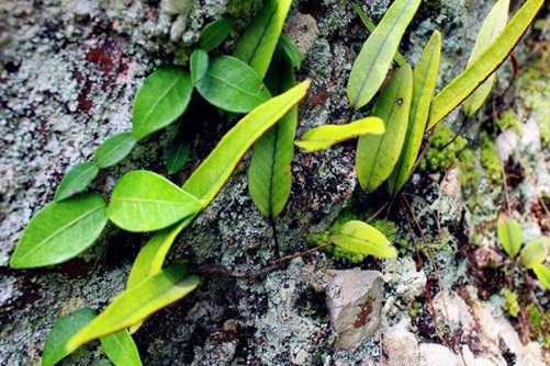 石韦的功效与作用，看看这些石韦图片你见过吗