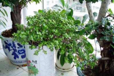 [家庭养法]金枝玉叶怎么养才爆盆？