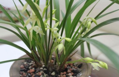 春天如何养兰花