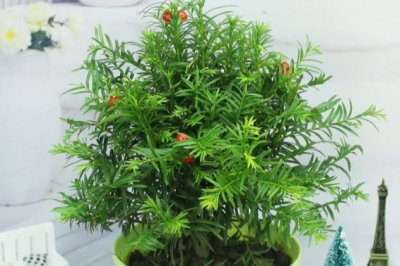 水培红豆杉怎么养 红豆杉的水培方法