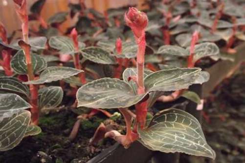 金线莲的作用与功效介绍，金线莲你所不知道的秘密