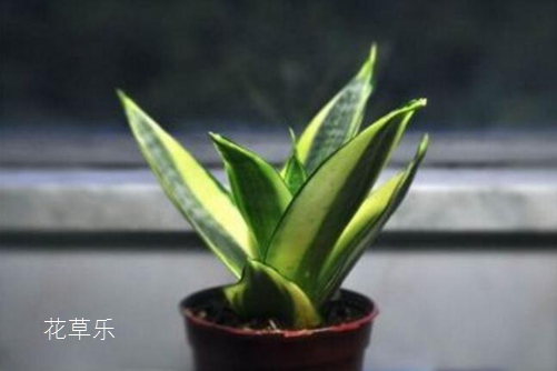 虎皮兰居然有30多个品种你知道吗？虎皮兰怎么移植