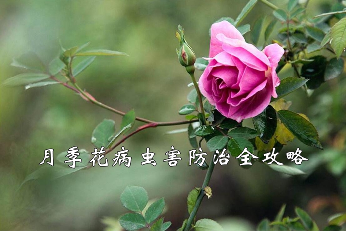 月季花病虫害防治全攻略，月季病虫害识别与防治图片