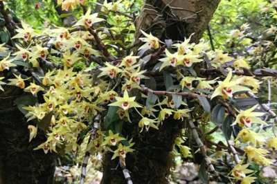 石斛可以水培吗？水培石斛怎么养？