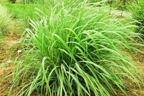 香茅草和柠檬草怎么区别，它们的作用功效一样吗