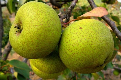 酸梨的功效与作用，酸梨怎么吃才美味