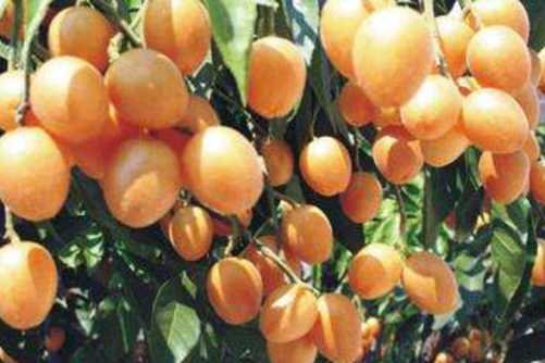 黄皮果的功效与作用，最简单的黄皮果食用方法介绍