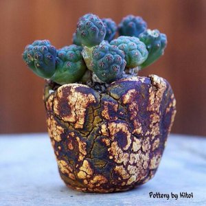 够创意！老外的多肉盆景，惊艳了世界！