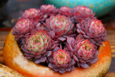 新买的多肉植物怎么养