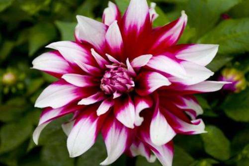 大丽花花语，各色大丽花花语大全