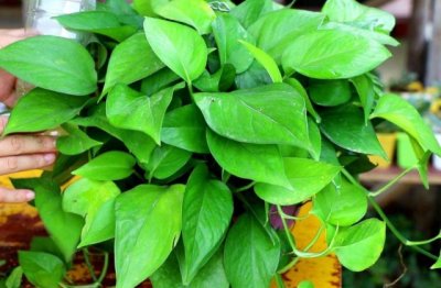 室内绿萝怎么养才好