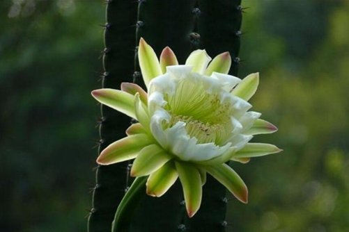 量天尺的养殖方法，量天尺全身都是宝你家怎能少