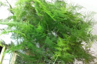 文竹怎么养更旺盛