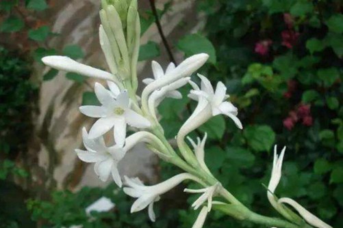 晚香玉的养殖方法和注意事项，晚香玉这样养更香更漂亮